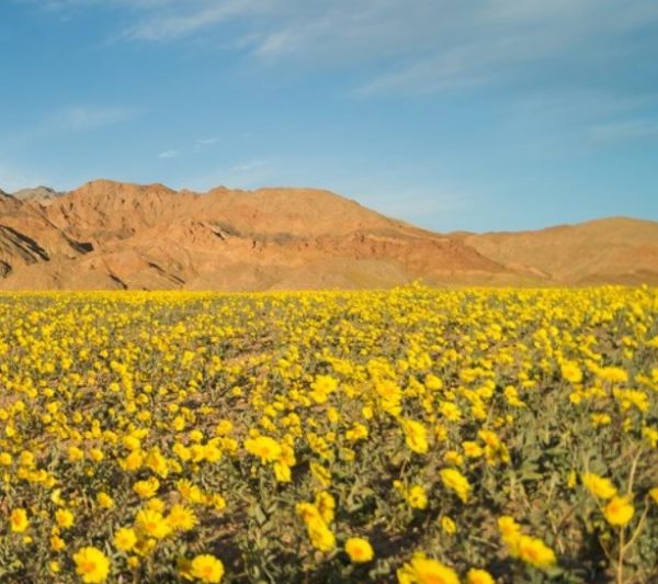 Death Valley Bloom – San Carlos Flight Center